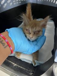 Shelter Stray Male Cat last seen 35th Ave at Foothill Blvd., Oakland, CA, 1101 29th Ave, Oakland, CA 94601, USA