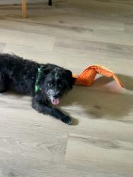 Shelter Stray Male Dog last seen Near Peachtree Rd NE, Brookhaven, GA 30319, 30319, GA, 3280 Chamblee Dunwoody Rd, Chamblee, GA 30341, USA