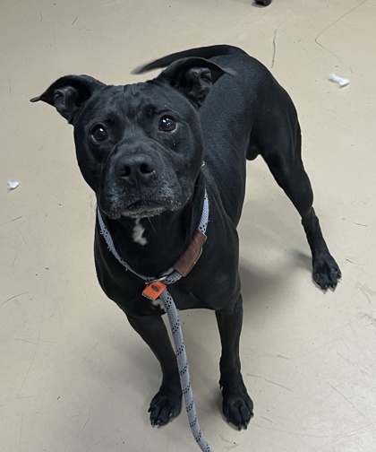 Shelter Stray Male Dog last seen Near ROCKY GLEN Stone Mountain, 30088, 30088, GA, 3280 Chamblee Dunwoody Rd, Chamblee, GA 30341, USA