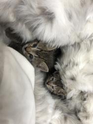 Shelter Stray Female Cat last seen Near LUNA GRANDE CIR, City of Sacramento, CA, 6201 Florin Perkins Rd, Sacramento, CA 95828, USA