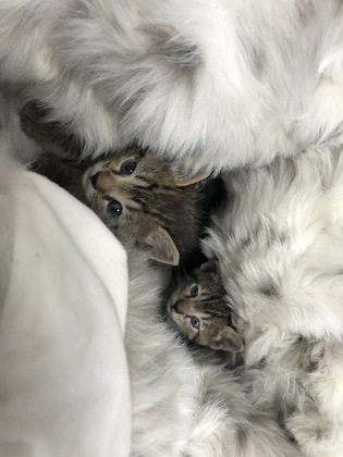 Shelter Stray Female Cat last seen Near LUNA GRANDE CIR, City of Sacramento, CA, 6201 Florin Perkins Rd, Sacramento, CA 95828, USA