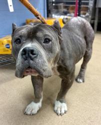 Shelter Stray Female Dog last seen Near Glenwood Road, 30032, GA, 3280 Chamblee Dunwoody Rd, Chamblee, GA 30341, USA