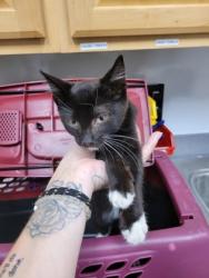 Shelter Stray Female Cat last seen Near GIGI PL, Sacramento County, CA, 6201 Florin Perkins Rd, Sacramento, CA 95828, USA