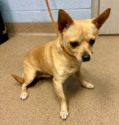 Shelter Stray Male Dog last seen Near Juanita Street, 30032, GA, 3280 Chamblee Dunwoody Rd, Chamblee, GA 30341, USA