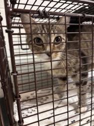 Shelter Stray Female Cat last seen Near block of Peters rd, City of Knoxville GP, TN, 3201 Division St, Knoxville, TN 37919, USA