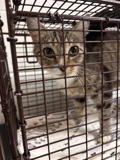 Shelter Stray Female Cat last seen Near block of Peters rd, City of Knoxville GP, TN, 3201 Division St, Knoxville, TN 37919, USA