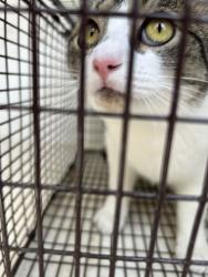 Shelter Stray Female Cat last seen Near Rutledge Pike, Knox County ASO, TN, 3201 Division St, Knoxville, TN 37919, USA