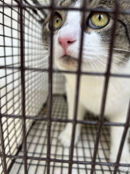 Shelter Stray Female Cat last seen Near Rutledge Pike, Knox County ASO, TN, 3201 Division St, Knoxville, TN 37919, USA