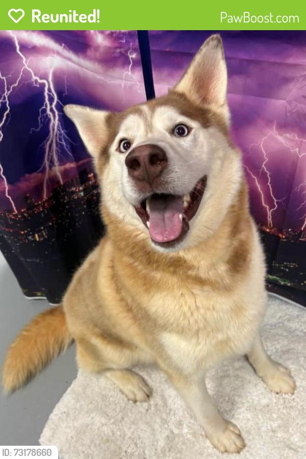 Reunited Unknown Dog last seen Located at Rockdale County Animal Service, 1506 Rockbridge Road, Conyers, GA 30012, Conyers, GA 30012
