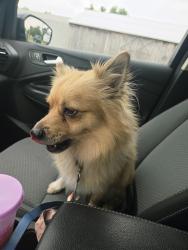 Reunited Male Dog last seen Near Churchill Rd, Wyndmoor, PA 19038