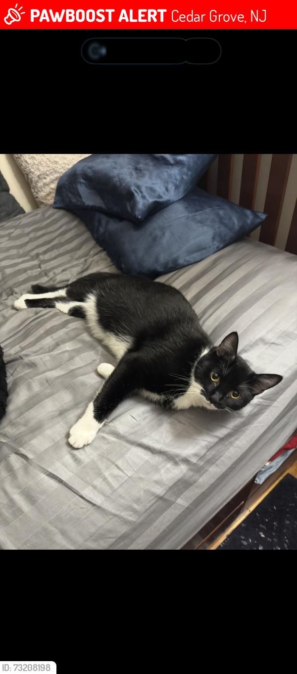 Lost Male Cat last seen Elmwood Road, Cedar Grove, NJ 07009