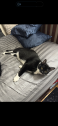 Lost Male Cat last seen Elmwood Road, Cedar Grove, NJ 07009