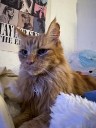 Reunited Male Cat last seen Near Triff Ct, Folsom, CA 95630, USA, Folsom, CA 95630