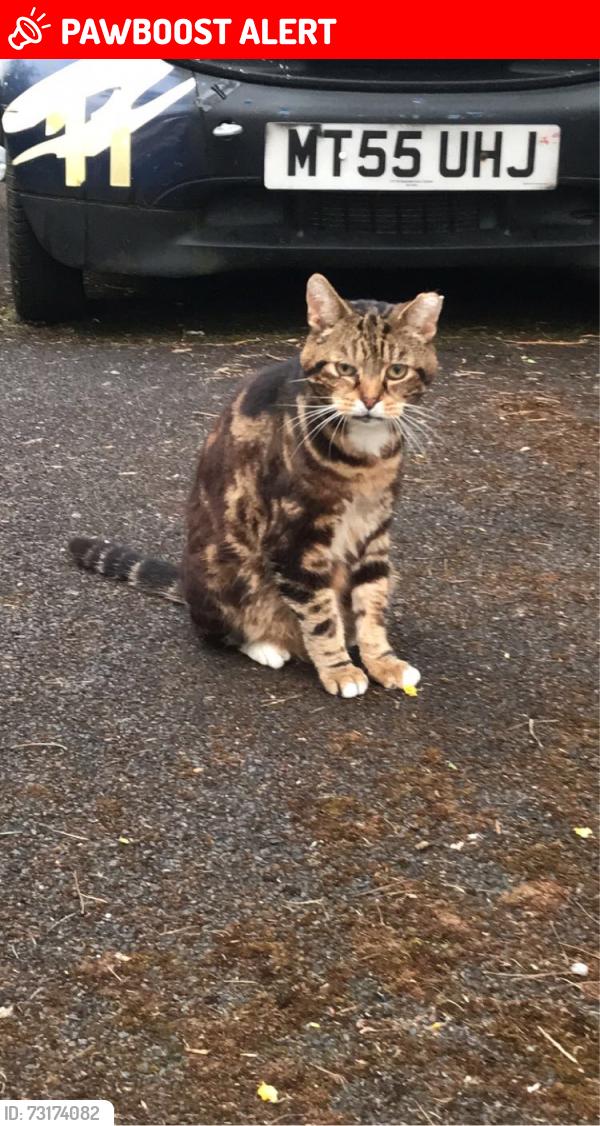 Lost Male Cat last seen Mayfair Road Wythenshawe Manchester, Wythenshawe, England 