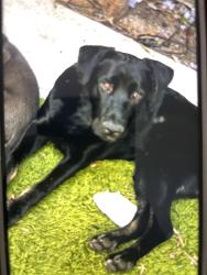 Lost Male Dog last seen Near Sylvia Ave Tarzana, Los Angeles, CA 91356
