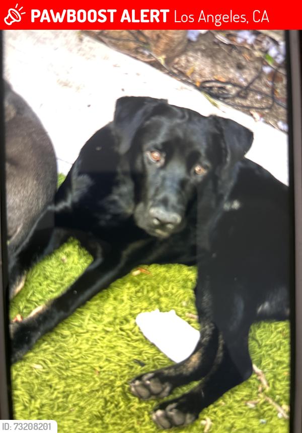 Lost Male Dog last seen Near Sylvia Ave Tarzana, Los Angeles, CA 91356