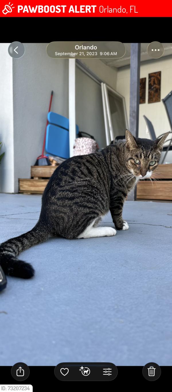 Lost Male Cat last seen Oakridge highschool, Orlando, FL 32839