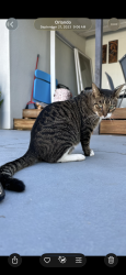 Lost Male Cat last seen Oakridge highschool, Orlando, FL 32839