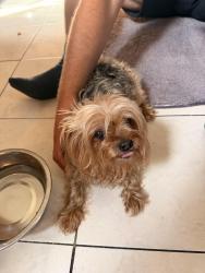 Reunited Unknown Dog last seen Dorrance st, Hamden, CT 06518