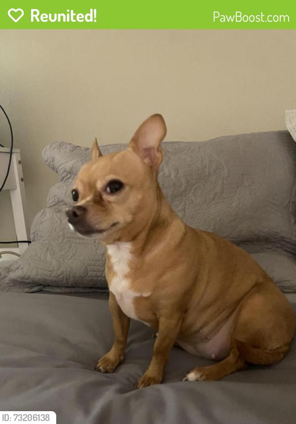 Reunited Female Dog last seen Near Brentwood Stair Rd, Fort Worth, TX 76103