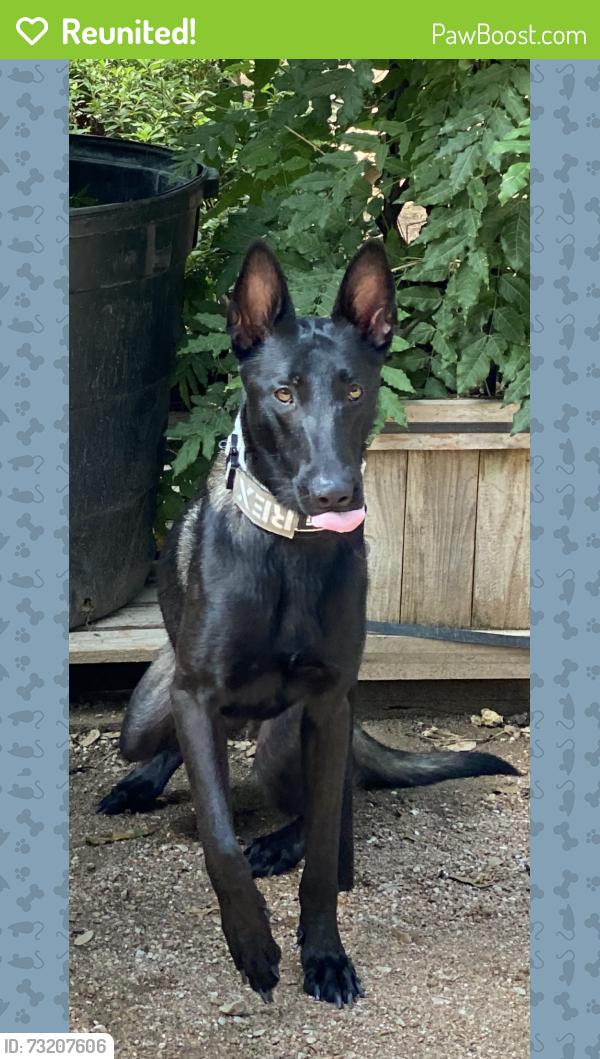 Reunited Male Dog last seen Bell ave & Norwood ave, Sacramento, CA 95838