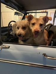 Found/Stray Male Dog last seen Front porch cafe Lillian, Lillian, AL 36549