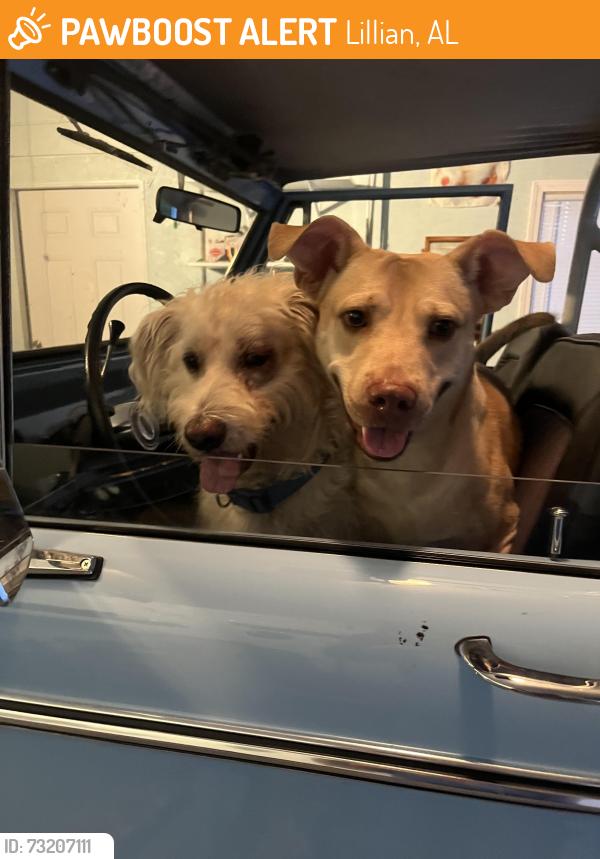 Found/Stray Male Dog last seen Front porch cafe Lillian, Lillian, AL 36549