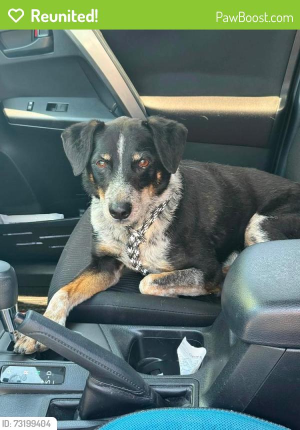 Reunited Male Dog last seen Creekside Park / Riverside & Turner ONTARIO CA, Ontario, CA 91761