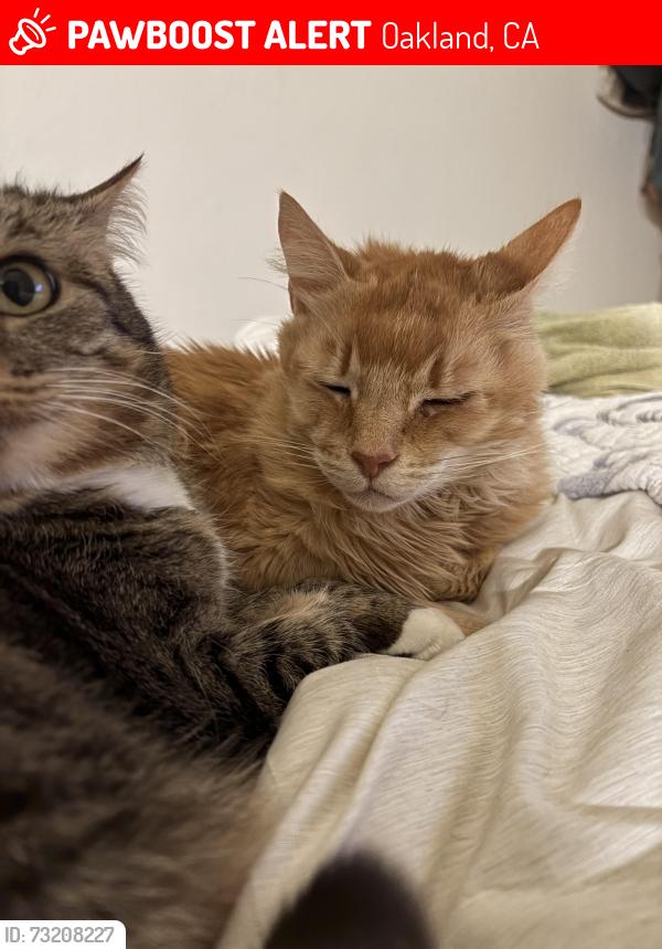 Lost Male Cat last seen Castro St, 19th and 20th, Oakland, CA 94612