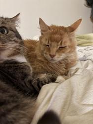 Lost Male Cat last seen Castro St, 19th and 20th, Oakland, CA 94612