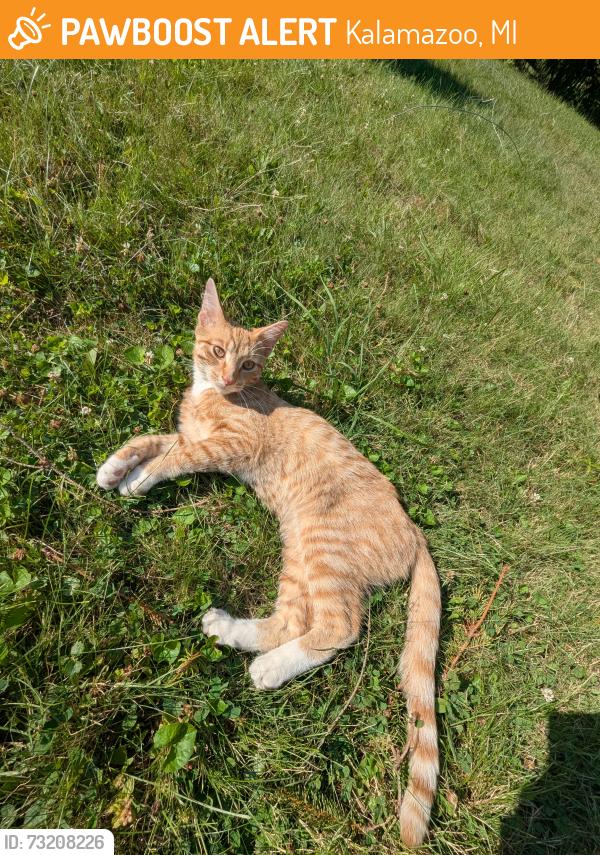 Found/Stray Male Cat last seen KL Ave, Kalamazoo, MI 49006