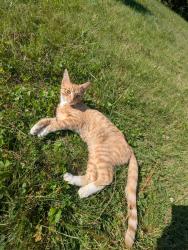 Found/Stray Male Cat last seen KL Ave, Kalamazoo, MI 49006