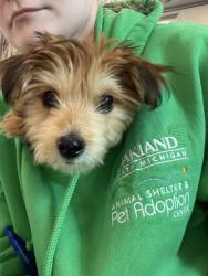Shelter Stray Female Dog last seen Near desota pl, PONTIAC, MI, 48342, 1200 N Telegraph Building 42E, Pontiac, MI 48340, USA
