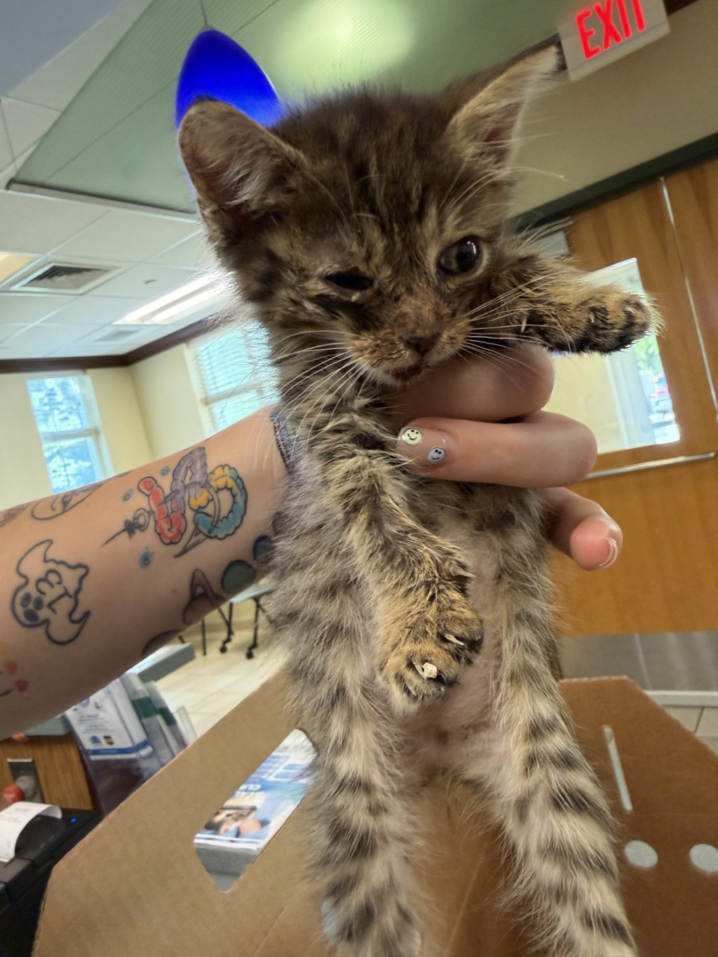 Shelter Stray Unknown Cat last seen 7/11 in front of lynnhaven mall, across from the mcdonalds on lynnhaven road, VIRGINIA BEACH, VA, 23452, 341 S Birdneck Rd, Virginia Beach, VA 23451, USA