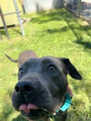 Shelter Stray Male Dog last seen Eubanks Loop, FORT GEORGE G MEADE, MD, 20755, 411 Maxwell Frye Rd, Millersville, MD 21108, USA