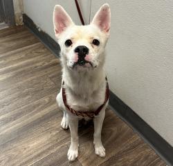 Shelter Stray Female Dog last seen Essex Street, San Diego, CA, 92103, 5500 Gaines St, San Diego, CA 92110, USA