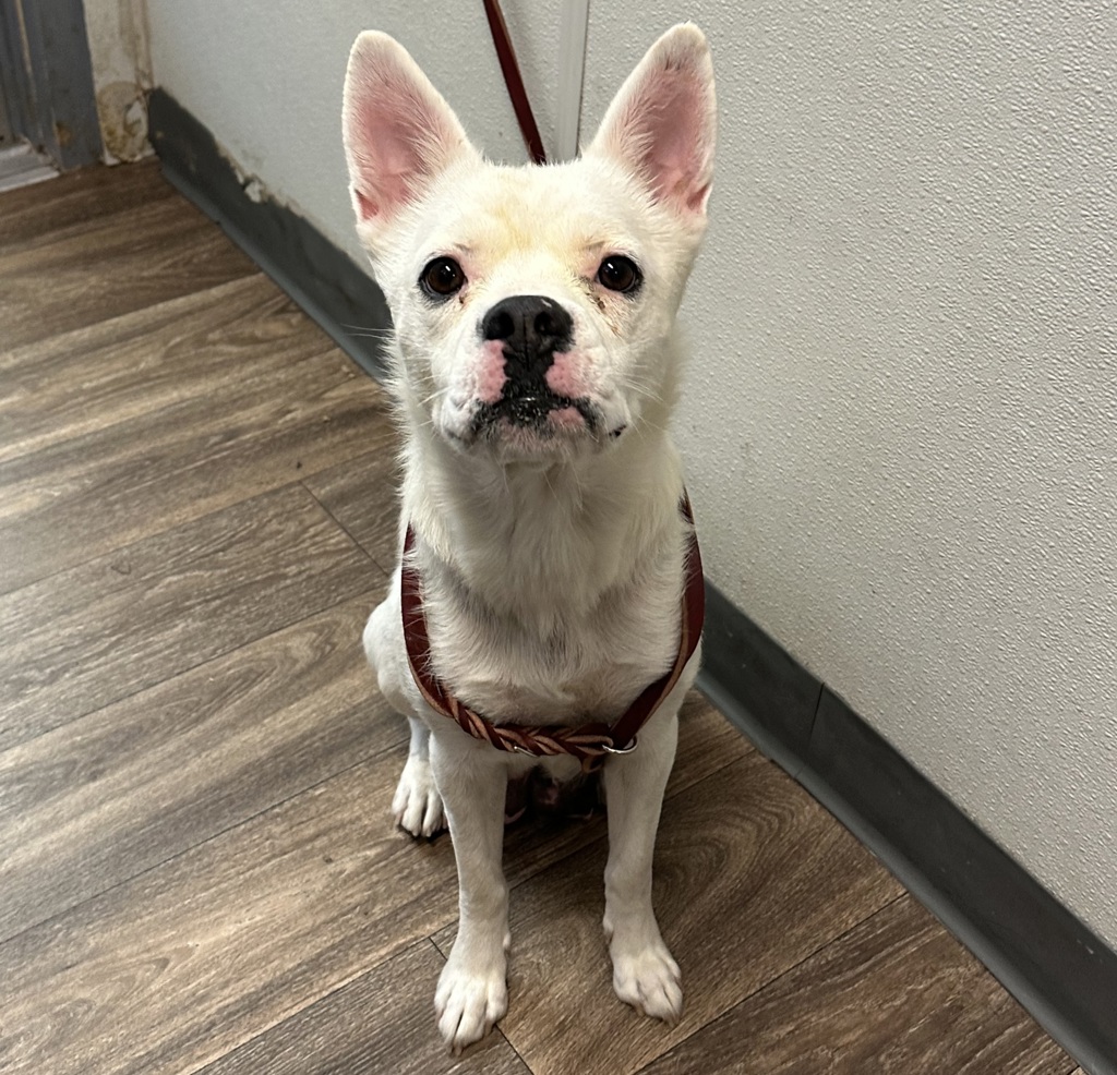 Shelter Stray Female Dog last seen Essex Street, San Diego, CA, 92103, 5500 Gaines St, San Diego, CA 92110, USA