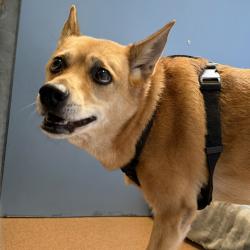 Shelter Stray Female Dog last seen Near Palm Avenue, San Diego, CA, 92154, 5500 Gaines St, San Diego, CA 92110, USA