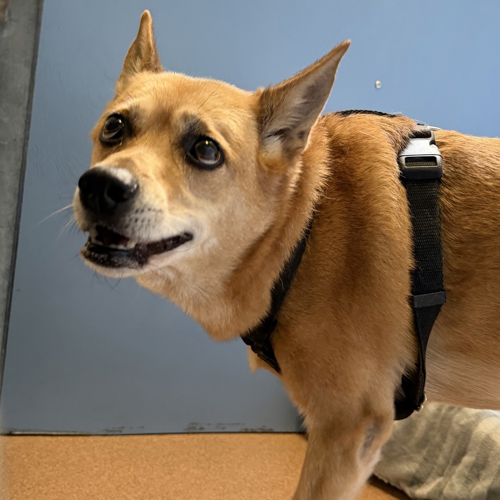 Shelter Stray Female Dog last seen Near Palm Avenue, San Diego, CA, 92154, 5500 Gaines St, San Diego, CA 92110, USA