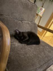 Shelter Stray Male Cat last seen somewhere outside in staten island, STATEN ISLAND, NY, 10301, 326 E 110th St, New York, NY 10029, USA