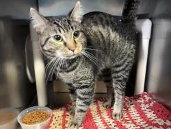 Shelter Stray Male Cat last seen Near Narragansett Avenue, BRONX, NY, 10461, 326 E 110th St, New York, NY 10029, USA