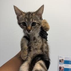 Shelter Stray Female Cat last seen Conrad Street, San Diego, CA, 92117, 5500 Gaines St, San Diego, CA 92110, USA