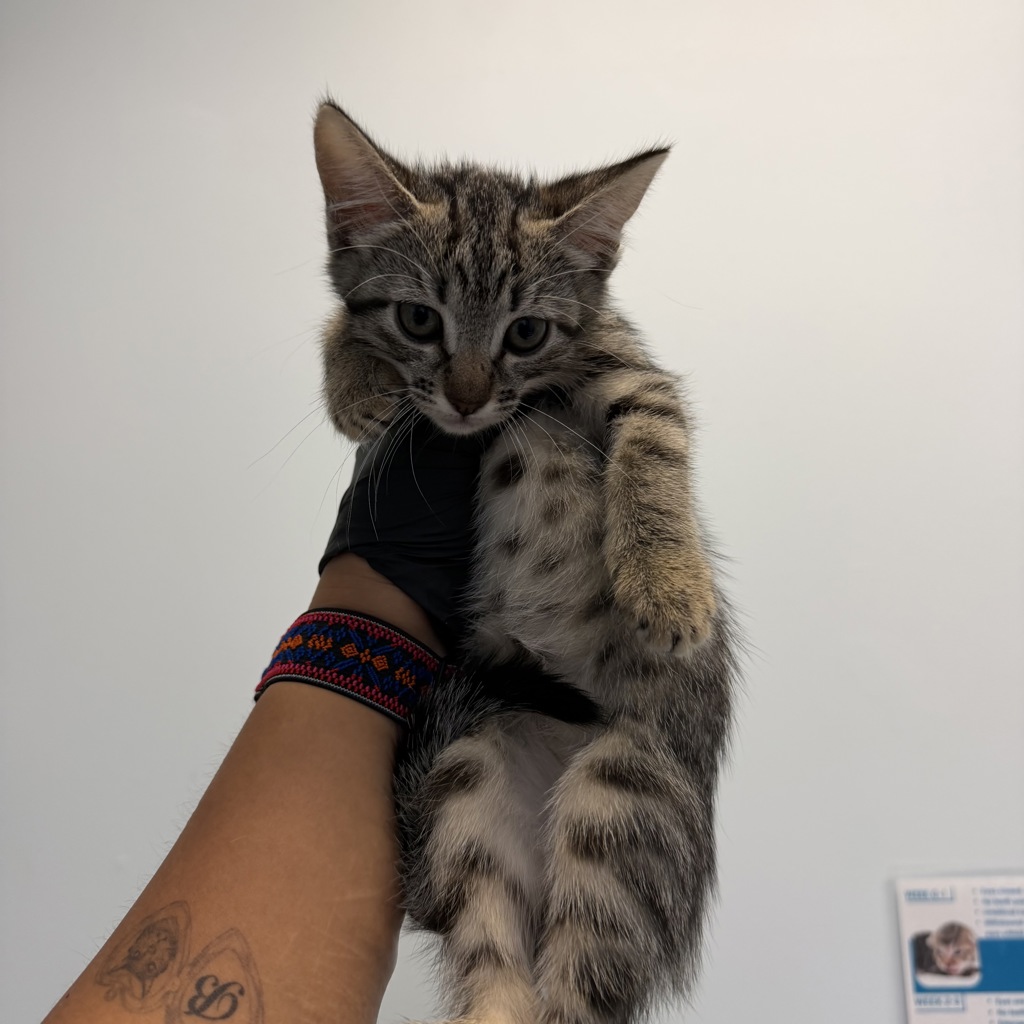 Shelter Stray Male Cat last seen Conrad Street, San Diego, CA, 92117, 5500 Gaines St, San Diego, CA 92110, USA