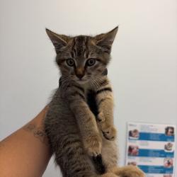 Shelter Stray Unknown Cat last seen Conrad Street, San Diego, CA, 92117, 5500 Gaines St, San Diego, CA 92110, USA