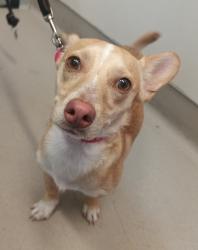 Shelter Stray Male Dog last seen Near 63rd Street, San Diego, CA, 92114, El Cajon, CA 92020, USA