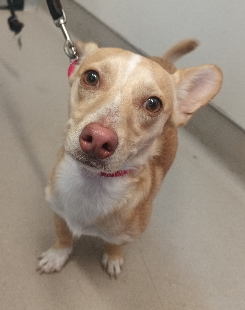 Shelter Stray Male Dog last seen Near 63rd Street, San Diego, CA, 92114, El Cajon, CA 92020, USA