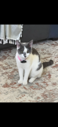 Lost Female Cat last seen Galloping hill road and Rhoda terr, Roselle Park, NJ 07204