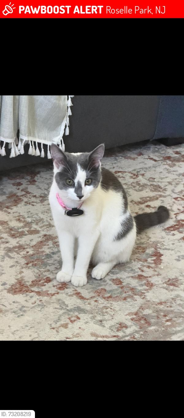 Lost Female Cat last seen Galloping hill road and Rhoda terr, Roselle Park, NJ 07204