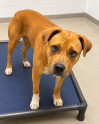 Shelter Stray Male Dog last seen Near S Glendale Street S, SALT LAKE CITY, UT, 84104, 511 W 3900 S, Salt Lake City, UT 84123, USA
