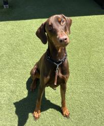 Shelter Stray Male Dog last seen Near Clearbrook Lane, Vista, CA, 92084, Oceanside, CA 92058, USA